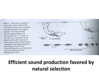 Efficient sound production favored by natural selection