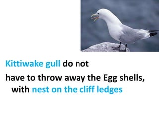 Kittiwake gull do nothave to throw away the Egg shells, with nest on the cliff ledges