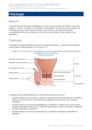 LES FONDAMENTAUX DE LA PATHOLOGIE DIGESTIVE
© CDU-HGE/Editions Elesevier-Masson - Octobre 2014
Toute reproduction ou traduction de l’ouvrage est interdite sans l’accord préalable de l’éditeur
Partie I : Les organes - Chapitre 5 : Rectum-Canal anal - Page 12/21
Histologie
Rectum
La plupart des caractéristiques histologiques du rectum sont les mêmes que celles du côlon (voir
chapitre 4 « Côlon » et chapitre 9 « Histologie du tube digestif »). Il existe de minimes variations de
l’histologie par rapport à la muqueuse colique : dans le rectum, les colonocytes (cellules
mucosécrétantes) sont plus nombreux, le chorion est moins cellulaire, et les cryptes un peu
irrégulières.
Canal anal
L’histologie du canal anal diffère selon ses trois parties anatomiques : supérieure, intermédiaire ou
transitionnelle, et inférieure (figure 5.10 et figure 5.11).
Figure 5.10 : Les trois zones histologiques (colorectale galandulaire (A), transitionnelle (B) et
malpighienne (C)) du canal anal
Illustration : Carole Fumat
L’épithélium est de nature différente pour chacune des parties du canal anal :
• la partie supérieure du canal anal, au-dessus de la ligne pectinée, est tapissée par un épithélium
identique à celui du rectum, c’est-à-dire de type glandulaire et comportant des cryptes de
Lieberkühn ;
• la partie moyenne du canal anal est tapissée par un épithélium d’aspect varié, le plus souvent
d’aspect intermédiaire entre celui d’un épithélium glandulaire et celui d’un épithélium malpighien.
On parle d’épithélium transitionnel ;
• la partie inférieure du canal anal est tapissée par un épithélium malpighien pluristratifié non
kératinisé.
Zone colorectale glandulaire
Zone transitionelle Canal anal
Peau périanale
Rectum
Zone malpighienne
A
B
C
Musculeuse circulaire interne
Musculeuse longitudinale externe
Muscle élévateur de l’anus
Sphincter interne
Sphincter externe
 