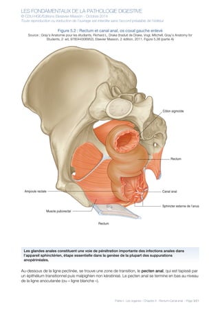 LES FONDAMENTAUX DE LA PATHOLOGIE DIGESTIVE
© CDU-HGE/Editions Elesevier-Masson - Octobre 2014
Toute reproduction ou traduction de l’ouvrage est interdite sans l’accord préalable de l’éditeur
Partie I : Les organes - Chapitre 5 : Rectum-Canal anal - Page 3/21
Figure 5.2 : Rectum et canal anal, os coxal gauche enlevé
Source : Gray’s Anatomie pour les étudiants, Richard L. Drake (traduit de Drake, Vogl, Mitchell, Gray’s Anatomy for
Students, 2nd
ed, 978044306952). Elsevier Masson, 2e
édition, 2011. Figure 5.38 (partie A)
Au-dessous de la ligne pectinée, se trouve une zone de transition, le pecten anal, qui est tapissé par
un épithélium transitionnel puis malpighien non kératinisé. Le pecten anal se termine en bas au niveau
de la ligne anocutanée (ou « ligne blanche »).
Les glandes anales constituent une voie de pénétration importante des infections anales dans
l’appareil sphinctérien, étape essentielle dans la genèse de la plupart des suppurations
anopérinéales.
 