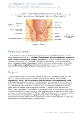 LES FONDAMENTAUX DE LA PATHOLOGIE DIGESTIVE
© CDU-HGE/Editions Elesevier-Masson - Octobre 2014
Toute reproduction ou traduction de l’ouvrage est interdite sans l’accord préalable de l’éditeur
Partie I : Les organes - Chapitre 5 : Rectum-Canal anal - Page 4/21
Figure 5.3 : Section longitudinale du rectum et du canal anal
Source : Gray’s Anatomie pour les étudiants, Richard L. Drake (traduit de Drake, Vogl, Mitchell, Gray’s Anatomy for
Students, 2nd
ed, 978044306952). Elsevier Masson, 2e
édition, 2011. Figure 5.38 (partie B)
Morphologie interne
La paroi rectale est constituée de fibres lisses organisées en deux couches principales, circulaire
interne et longitudinale externe. La couche circulaire interne s’épaissit dans sa partie basse pour
former de façon indissociable le sphincter anal interne. Le sphincter anal interne est une structure
circulaire continue de 3 à 4 mm d’épaisseur entourant la partie haute et moyenne du canal anal. Il
assure une activité tonique permanente qui participe majoritairement aux pressions de repos du
canal anal. La couche longitudinale externe est renforcée dans sa partie basse par des fibres
striées du muscle puborectal et des fibres conjonctives des fascias pelviens.
Rapports
Le rectum dans sa partie sous-péritonéale est situé au sein d’une loge fibreuse formée par quatre
parois. Le tissu cellulo-lymphatique qui entoure le rectum au sein de la loge est appelé le
mésorectum. Il contient les lymphatiques et les branches de division des vaisseaux et des
nerfs à destinée rectale. Le mésorectum est développé sur les trois quarts de la circonférence du
rectum sous-péritonéal, en arrière et latéralement jusqu’à 2 à 3 cm de la jonction anorectale (figure
5.4). La face antérieure du rectum sous-péritonéal et les 2 ou 3 derniers centimètres du rectum
pelvien sont habituellement dépourvus de tissu graisseux. Le mésorectum est entouré d’une
enveloppe fine mais toujours individualisable, appelée feuillet viscéral du fascia pelvien ou fascia recti.
Les parois pelviennes sont, elles, recouvertes par le feuillet pariétal de ce fascia pelvien qui, en arrière,
correspond au fascia présacré (fascia de Waldeyer). Ce fascia pariétal recouvre les vaisseaux pelviens
et les branches nerveuses des plexus hypogastriques supérieur (sympathique) et inférieur
(parasympathique) et les uretères. Il existe entre ces deux feuillets, viscéral et pariétal, un espace de
glissement avasculaire, essentiellement présent en arrière.
 