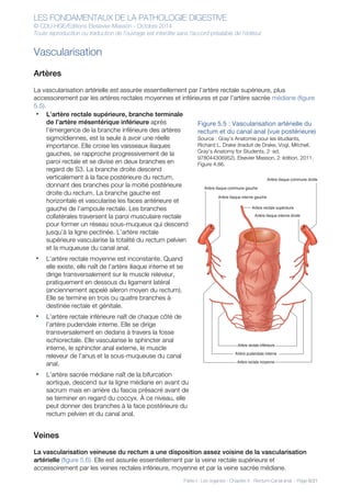 LES FONDAMENTAUX DE LA PATHOLOGIE DIGESTIVE
© CDU-HGE/Editions Elesevier-Masson - Octobre 2014
Toute reproduction ou traduction de l’ouvrage est interdite sans l’accord préalable de l’éditeur
Partie I : Les organes - Chapitre 5 : Rectum-Canal anal - Page 6/21
Vascularisation
Artères
La vascularisation artérielle est assurée essentiellement par l’artère rectale supérieure, plus
accessoirement par les artères rectales moyennes et inférieures et par l’artère sacrée médiane (figure
5.5).
• L’artère rectale supérieure, branche terminale
de l’artère mésentérique inférieure après
l’émergence de la branche inférieure des artères
sigmoïdiennes, est la seule à avoir une réelle
importance. Elle croise les vaisseaux iliaques
gauches, se rapproche progressivement de la
paroi rectale et se divise en deux branches en
regard de S3. La branche droite descend
verticalement à la face postérieure du rectum,
donnant des branches pour la moitié postérieure
droite du rectum. La branche gauche est
horizontale et vascularise les faces antérieure et
gauche de l’ampoule rectale. Les branches
collatérales traversent la paroi musculaire rectale
pour former un réseau sous-muqueux qui descend
jusqu’à la ligne pectinée. L’artère rectale
supérieure vascularise la totalité du rectum pelvien
et la muqueuse du canal anal.
• L’artère rectale moyenne est inconstante. Quand
elle existe, elle naît de l’artère iliaque interne et se
dirige transversalement sur le muscle releveur,
pratiquement en dessous du ligament latéral
(anciennement appelé aileron moyen du rectum).
Elle se termine en trois ou quatre branches à
destinée rectale et génitale.
• L’artère rectale inférieure naît de chaque côté de
l’artère pudendale interne. Elle se dirige
transversalement en dedans à travers la fosse
ischiorectale. Elle vascularise le sphincter anal
interne, le sphincter anal externe, le muscle
releveur de l’anus et la sous-muqueuse du canal
anal.
• L’artère sacrée médiane naît de la bifurcation
aortique, descend sur la ligne médiane en avant du
sacrum mais en arrière du fascia présacré avant de
se terminer en regard du coccyx. À ce niveau, elle
peut donner des branches à la face postérieure du
rectum pelvien et du canal anal.
Figure 5.5 : Vascularisation artérielle du
rectum et du canal anal (vue postérieure)
Source : Gray’s Anatomie pour les étudiants,
Richard L. Drake (traduit de Drake, Vogl, Mitchell,
Gray’s Anatomy for Students, 2nd
ed,
978044306952). Elsevier Masson, 2e
édition, 2011.
Figure 4.86.
Veines
La vascularisation veineuse du rectum a une disposition assez voisine de la vascularisation
artérielle (figure 5.6). Elle est assurée essentiellement par la veine rectale supérieure et
accessoirement par les veines rectales inférieure, moyenne et par la veine sacrée médiane.
Artère iliaque commune gauche
Artère iliaque commune droite
Artère iliaque interne gauche
Artère iliaque interne droite
Artère rectale moyenne
Artère rectale inférieure
Artère rectale supérieure
Artère pudendale interne
 