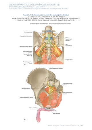 LES FONDAMENTAUX DE LA PATHOLOGIE DIGESTIVE
© CDU-HGE/Editions Elesevier-Masson - Octobre 2014
Toute reproduction ou traduction de l’ouvrage est interdite sans l’accord préalable de l’éditeur
Partie I : Les organes - Chapitre 5 : Rectum-Canal anal - Page 9/21
Figure 5.7 : Extensions pelviennes des plexus prévertébraux
A. Vue antérieure. B. Vue antéro-interne du côté droit des plexus.
Source : Gray’s Anatomie pour les étudiants, Richard L. Drake (traduit de Drake, Vogl, Mitchell, Gray’s Anatomy for
Students, 2nd
ed, 978044306952). Elsevier Masson, 2e
édition, 2011. Figure 5.62 (parties A et B).
L5
S1
S2
S3
S4
Nerfs splanchniques
pelviens
(parasympathiques
de S2 à S4)
Nerfs splanchniques sacraux
Tronc sympathique
Rameau communicant gris
Nerf
hypogastrique
Ganglion impair
Plexus
hypogastrique
supérieur
Plexus hypogastrique
inférieur
Fibres parasympathiques pelviennes ascendantesFibres sympathiques descendant du haut
Nerfs splanchniques
pelviens
Nerfs splanchniques
sacraux
Nerf hypogastrique
Plexus hypogastrique supérieur
Plexus hypogastrique inférieur
Plexus prostatique
Nerf caverneux
A
B
 