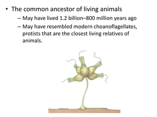 • The common ancestor of living animals
– May have lived 1.2 billion–800 million years ago
– May have resembled modern choanoflagellates,
protists that are the closest living relatives of
animals.
Single cell
Stalk
 