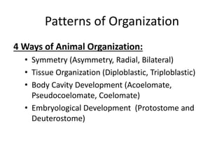 Patterns of Organization
4 Ways of Animal Organization:
• Symmetry (Asymmetry, Radial, Bilateral)
• Tissue Organization (Diploblastic, Triploblastic)
• Body Cavity Development (Acoelomate,
Pseudocoelomate, Coelomate)
• Embryological Development (Protostome and
Deuterostome)
 
