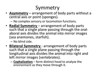 Symmetry
• Asymmetry – arrangement of body parts without a
central axis or point (sponges).
– No complex sensory or locomotion functions.
• Radial Symmetry – arrangement of body parts
such that a single plane passing through the oral-
aboral axis divides the animal into mirror images
(sea anemones, starfish).
– No blind side.
• Bilateral Symmetry - arrangement of body parts
such that a single plane passing through the
longitudinal axis divides the animal into right and
left mirror images (vertebrates).
– Cephalization – form distinct head to analyze the
environment as they move through it.
 