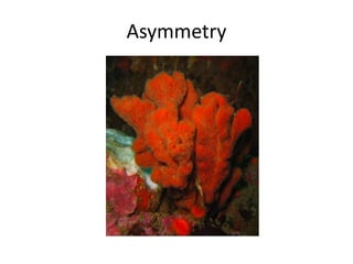 Asymmetry
 