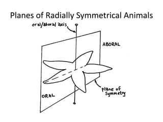 Planes of Radially Symmetrical Animals
 