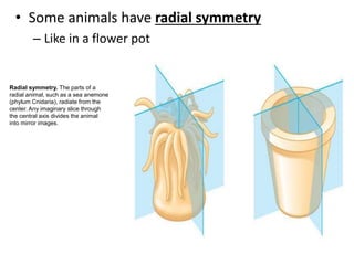• Some animals have radial symmetry
– Like in a flower pot
Radial symmetry. The parts of a
radial animal, such as a sea anemone
(phylum Cnidaria), radiate from the
center. Any imaginary slice through
the central axis divides the animal
into mirror images.
 