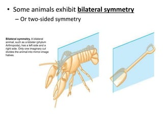 • Some animals exhibit bilateral symmetry
– Or two-sided symmetry
Bilateral symmetry. A bilateral
animal, such as a lobster (phylum
Arthropoda), has a left side and a
right side. Only one imaginary cut
divides the animal into mirror-image
halves.
 