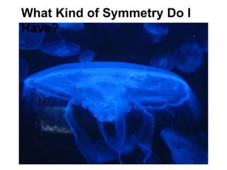 What Kind of Symmetry Do I
Have?
 