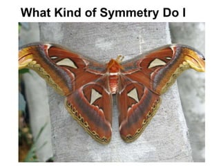 What Kind of Symmetry Do I
Have?
 