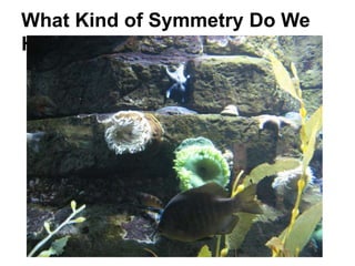 What Kind of Symmetry Do We
Have?
 