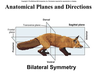 Anatomical Planes and Directions
7-9
Copyright © The McGraw-Hill Companies, Inc. Permission required for reproduction or display.
Fig. 7.9
Sagittal plane
Bilateral Symmetry
 