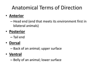 Anatomical Terms of Direction
• Anterior
– Head end (end that meets its environment first in
bilateral animals)
• Posterior
– Tail end
• Dorsal
– Back of an animal; upper surface
• Ventral
– Belly of an animal; lower surface
 