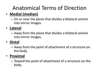Anatomical Terms of Direction
• Medial (median)
– On or near the plane that divides a bilateral animal
into mirror images.
• Lateral
– Away from the plane that divides a bilateral animal
into mirror images.
• Distal
– Away from the point of attachment of a structure on
the body.
• Proximal
– Toward the point of attachment of a structure on the
body.
 