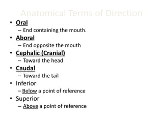 Anatomical Terms of Direction
• Oral
– End containing the mouth.
• Aboral
– End opposite the mouth
• Cephalic (Cranial)
– Toward the head
• Caudal
– Toward the tail
• Inferior
– Below a point of reference
• Superior
– Above a point of reference
 