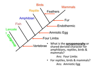 • What is the synapomorphy or
shared derived character for
amphibians, reptiles, birds &
mammals?
Ans: Four Limbs
• For reptiles, birds & mammals?
Ans: Amniotic Egg
Birds
Mammals
Reptile
Amphibian
Fish
Four Limbs
Amniotic Egg
Endothermic
Fur
Feathers
Vertebrae
Lancele
t
 