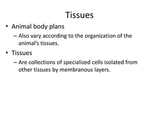 Tissues
• Animal body plans
– Also vary according to the organization of the
animal’s tissues.
• Tissues
– Are collections of specialized cells isolated from
other tissues by membranous layers.
 