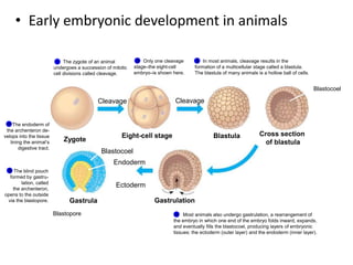 Zygote
Cleavage
Eight-cell stage
Cleavage
Blastula Cross section
of blastula
Blastocoel
Blastocoel
Gastrula Gastrulation
Endoderm
Ectoderm
Blastopore
• Early embryonic development in animals
In most animals, cleavage results in the
formation of a multicellular stage called a blastula.
The blastula of many animals is a hollow ball of cells.
3
The endoderm of
the archenteron de-
velops into the tissue
lining the animal’s
digestive tract.
6
The blind pouch
formed by gastru-
lation, called
the archenteron,
opens to the outside
via the blastopore.
5
Most animals also undergo gastrulation, a rearrangement of
the embryo in which one end of the embryo folds inward, expands,
and eventually fills the blastocoel, producing layers of embryonic
tissues: the ectoderm (outer layer) and the endoderm (inner layer).
4
Only one cleavage
stage–the eight-cell
embryo–is shown here.
2
The zygote of an animal
undergoes a succession of mitotic
cell divisions called cleavage.
1
 