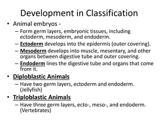 Development in Classification
• Animal embryos -
– Form germ layers, embryonic tissues, including
ectoderm, mesoderm, and endoderm.
– Ectoderm develops into the epidermis (outer covering).
– Mesoderm develops into muscle, mesentary, and other
organs between digestive tube and outer covering.
– Endoderm lines the digestive tube and organs that come
from it.
• Diploblastic Animals
– Have two germ layers, ectoderm and endoderm.
(Jellyfish)
• Triploblastic Animals
– Have three germ layers, ecto-, meso-, and endoderm.
(Vertebrates)
 