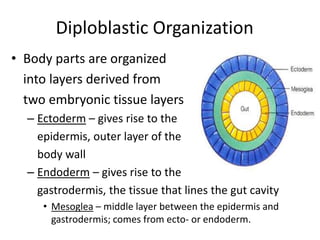 Diploblastic Organization
• Body parts are organized
into layers derived from
two embryonic tissue layers
– Ectoderm – gives rise to the
epidermis, outer layer of the
body wall
– Endoderm – gives rise to the
gastrodermis, the tissue that lines the gut cavity
• Mesoglea – middle layer between the epidermis and
gastrodermis; comes from ecto- or endoderm.
 