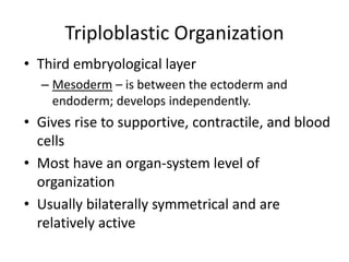 Triploblastic Organization
• Third embryological layer
– Mesoderm – is between the ectoderm and
endoderm; develops independently.
• Gives rise to supportive, contractile, and blood
cells
• Most have an organ-system level of
organization
• Usually bilaterally symmetrical and are
relatively active
 