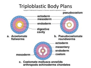 Triploblastic Body Plans
 