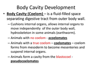 Body Cavity Development
• Body Cavity (Coelom) – is a fluid-filled space
separating digestive tract from outer body wall.
– Cushions internal organs, allows internal organs to
move independently of the outer body wall,
hydroskeleton in some animals (earthworm).
– Animals with no coelom - acoelomates
– Animals with a true coelom – coelomates – coelom
forms from mesoderm to become mesenteries and
suspend internal organs.
– Animals form a cavity from the blastocoel -
pseudocoelomates
 