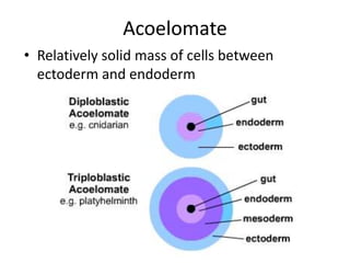 Acoelomate
• Relatively solid mass of cells between
ectoderm and endoderm
 
