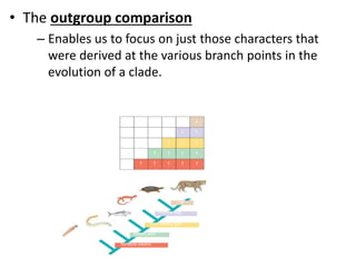 • The outgroup comparison
– Enables us to focus on just those characters that
were derived at the various branch points in the
evolution of a clade.
Salamander
TAXA
Turtle
Leopard
Tuna
Lamprey
Lancelet
(outgroup)
0 0 0 0 0 1
0 0 0 0 1 1
0 0 0 1 1 1
0 0 1 1 1 1
0 1 1 1 1 1
Hair
Amniotic (shelled) egg
Four walking legs
Hinged jaws
Vertebral column (backbone)
Leopard
Hair
Amniotic egg
Four walking legs
Hinged jaws
Vertebral column
Turtle
Salamander
Tuna
Lamprey
Lancelet (outgroup)
(a) Character table. A 0 indicates that a character is absent; a 1
indicates that a character is present.
(b) Cladogram. Analyzing the distribution of these
derived characters can provide insight into vertebrate
phylogeny.
CHARACTERS
 