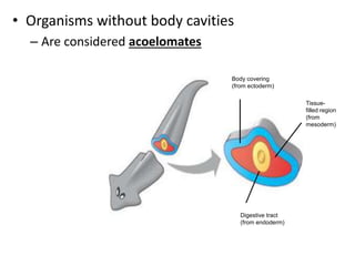 • Organisms without body cavities
– Are considered acoelomates
Body covering
(from ectoderm)
Tissue-
filled region
(from
mesoderm)
Digestive tract
(from endoderm)
Acoelomate. Acoelomates such as
flatworms lack a body cavity between the
digestive tract and outer body wall.
(c)
 
