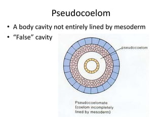 Pseudocoelom
• A body cavity not entirely lined by mesoderm
• “False” cavity
 