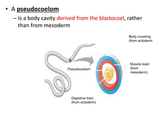 • A pseudocoelom
– Is a body cavity derived from the blastocoel, rather
than from mesoderm
Pseudocoelom
Muscle layer
(from
mesoderm)
Body covering
(from ectoderm)
Digestive tract
(from ectoderm)
Pseudocoelomates such
as nematodes have a
body cavity only partially
lined by tissue derived
from mesoderm.
 