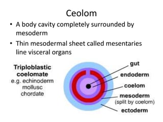 Ceolom
• A body cavity completely surrounded by
mesoderm
• Thin mesodermal sheet called mesentaries
line visceral organs
 