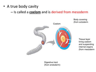 • A true body cavity
– Is called a coelom and is derived from mesoderm
Coelom
Body covering
(from ectoderm)
Digestive tract
(from endoderm)
Tissue layer
lining coelom
and suspending
internal organs
(from mesoderm)
Coelomate. Coelomates such
as annelids have a true
coelom, a body cavity
completely lined by tissue
derived from mesoderm.
 