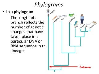 Phylograms
• In a phylogram:
–The length of a
branch reflects the
number of genetic
changes that have
taken place in a
particular DNA or
RNA sequence in that
lineage.
Outgroup
 