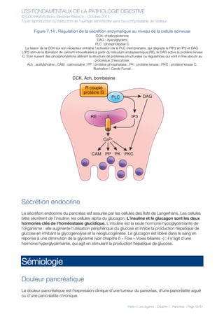 LES FONDAMENTAUX DE LA PATHOLOGIE DIGESTIVE
© CDU-HGE/Editions Elesevier-Masson - Octobre 2014
Toute reproduction ou traduction de l’ouvrage est interdite sans l’accord préalable de l’éditeur
Partie I : Les organes - Chapitre 7 : Pancréas - Page 11/17
Figure 7.14 : Régulation de la sécrétion enzymatique au niveau de la cellule acineuse
CCK: cholécystokinine
DAG : dyacylglycérol
PLC : phospholipase C
La liaison de la CCK sur son récepteur entraîne l’activation de la PLC membranaire, qui dégrade le PIP2 en IP3 et DAG.
L’IP3 stimule la libération de calcium intracellulaire à partir du réticulum endoplasmique (RE), le DAG active la protéine kinase
C. S’en suivent des phosphorylations altérant la structure de protéines structurales ou régulatrices qui vont in fine aboutir au
processus d’exocytose.
Ach : acétylcholine ; CAM : calmoduline ; PP : protéine phosphatase ; PK : protéine kinase ; PKC : protéine kinase C.
Illustration : Carole Fumat
Sécrétion endocrine
La sécrétion endocrine du pancréas est assurée par les cellules des îlots de Langerhans. Les cellules
bêta sécrètent de l’insuline, les cellules alpha du glucagon. L’insuline et le glucagon sont les deux
hormones clés de l’homéostasie glucidique. L’insuline est la seule hormone hypoglycémiante de
l’organisme : elle augmente l’utilisation périphérique du glucose et inhibe la production hépatique de
glucose en inhibant la glycogénolyse et la néoglucogénèse. Le glucagon est libéré dans le sang en
réponse à une diminution de la glycémie (voir chapitre 6 « Foie – Voies biliaires ») : il s’agit d’une
hormone hyperglycémiante, qui agit en stimulant la production hépatique de glucose.
Sémiologie
Douleur pancréatique
La douleur pancréatique est l’expression clinique d’une tumeur du pancréas, d’une pancréatite aiguë
ou d’une pancréatite chronique.
R couplé
protéine G
PLC DAG
IP3RE
CAM PP PK PKC
Ca2+
CCK, Ach, bombésine
 