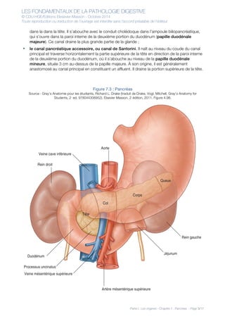 LES FONDAMENTAUX DE LA PATHOLOGIE DIGESTIVE
© CDU-HGE/Editions Elesevier-Masson - Octobre 2014
Toute reproduction ou traduction de l’ouvrage est interdite sans l’accord préalable de l’éditeur
Partie I : Les organes - Chapitre 7 : Pancréas - Page 3/17
dans la dans la tête. Il s’abouche avec le conduit cholédoque dans l’ampoule biliopancréatique,
qui s’ouvre dans la paroi interne de la deuxième portion du duodénum (papille duodénale
majeure). Ce canal draine la plus grande partie de la glande ;
• le canal pancréatique accessoire, ou canal de Santorini. Il naît au niveau du coude du canal
principal et traverse horizontalement la partie supérieure de la tête en direction de la paroi interne
de la deuxième portion du duodénum, où il s’abouche au niveau de la papille duodénale
mineure, située 3 cm au-dessus de la papille majeure. À son origine, il est généralement
anastomosé au canal principal en constituant un affluent. Il draine la portion supérieure de la tête.
Figure 7.3 : Pancréas
Source : Gray’s Anatomie pour les étudiants, Richard L. Drake (traduit de Drake, Vogl, Mitchell, Gray’s Anatomy for
Students, 2nd
ed, 978044306952). Elsevier Masson, 2e
édition, 2011. Figure 4.98.
Duodénum
Aorte
Rein droit
Rein gauche
Veine mésentérique supérieure
Artère mésentérique supérieure
Veine cave inférieure
Jéjunum
Corps
Col
Processus uncinatus
Queue
Tête
 