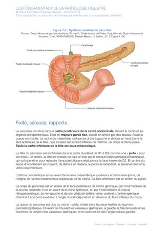 LES FONDAMENTAUX DE LA PATHOLOGIE DIGESTIVE
© CDU-HGE/Editions Elesevier-Masson - Octobre 2014
Toute reproduction ou traduction de l’ouvrage est interdite sans l’accord préalable de l’éditeur
Partie I : Les organes - Chapitre 7 : Pancréas - Page 4/17
Figure 7.4 : Système canalaire du pancréas
Source : Gray’s Anatomie pour les étudiants, Richard L. Drake (traduit de Drake, Vogl, Mitchell, Gray’s Anatomy for
Students, 2nd
ed, 978044306952). Elsevier Masson, 2e
édition, 2011. Figure 4.100.
Fixité, séreuse, rapports
Le pancréas est situé dans la partie postérieure de la cavité abdominale, devant le rachis et les
organes rétropéritonéaux. Il est en majeure partie fixe, accolé en arrière par des fascias. Seule la
queue est mobile. La racine du mésentère, oblique de droite à gauche et de bas en haut, barre la
face antérieure de la tête, puis s’insère sur le bord inférieur de l’isthme, du corps et de la queue.
Seule la partie inférieure de la tête est sous-mésocolique.
La tête du pancréas est enchâssée dans le cadre duodénal de D1 à D3, comme une « jante » pour
son pneu. En arrière, la tête est croisée de haut en bas par le conduit biliaire principal (cholédoque),
qui va la pénétrer pour rejoindre l’ampoule biliopancréatique sur la face interne de D2. En arrière du
fascia d’accolement se trouvent, de dehors en dedans, le pédicule rénal droit, le bassinet droit et la
veine cave inférieure.
L’isthme pancréatique est en avant de la veine mésentérique supérieure et de la veine porte, de
l’origine de l’artère mésentérique supérieure, et de l’aorte. Sa face antérieure est en arrière du pylore.
Le corps du pancréas est en arrière de la face postérieure de l’antre gastrique, par l’intermédiaire de
la bourse omentale. Il est en avant de la veine splénique, et, par l’intermédiaire du fascia
rétropancréatique, du rein gauche et de son pédicule (artère, veine, uretère). L’artère splénique
chemine à son bord supérieur. L’angle duodénojéjunal est en dessous du bord inférieur du corps.
La queue du pancréas est plus ou moins mobile, située entre les deux feuillets du ligament
pancréatosplénique. En avant se trouvent les vaisseaux spléniques, à gauche le hile de la rate et les
branches de division des vaisseaux spléniques, et en avant et en bas l’angle colique gauche.
Canal biliaire
Canal pancréatique accessoire
Canal pancréatique
principal
Papille duodénale mineure
Papille duodénale majeure
Ampoule hépatopancréatique
 
