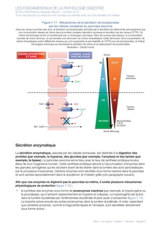 LES FONDAMENTAUX DE LA PATHOLOGIE DIGESTIVE
© CDU-HGE/Editions Elesevier-Masson - Octobre 2014
Toute reproduction ou traduction de l’ouvrage est interdite sans l’accord préalable de l’éditeur
Partie I : Les organes - Chapitre 7 : Pancréas - Page 8/17
Figure 7.11 : Mécanismes de la sécrétion de bicarbonates
par les cellules canalaires du pancréas exocrine
Dans les canaux proches des acini, la sécrétion de bicarbonates stimulée par la sécrétine est déterminée principalement par
une concentration élevée de chlore dans la lumière canalaire (sécrétion acineuse et sécrétion par les canaux CFTR). Ce
chlore est échangé contre un bicarbonate par un échangeur anionique. Dans les canaux plus distaux, la concentration
luminale de chlore diminue, ce qui entraîne une diminution du chlore intracellulaire. Cette diminution de la concentration de
chlore intracellulaire active différentes kinases qui vont augmenter la perméabilité du CFTR pour les bicarbonates, et inhiber
l’échangeur anionique qui favoriserait la sécrétion de chlore et la réabsorption de bicarbonates.
Illustration : Carole Fumat
Sécrétion enzymatique
La sécrétion enzymatique, assurée par les cellules acineuses, est destinée à la digestion des
protides (par exemple, la trypsine), des glucides (par exemple, l’amylase) et des lipides (par
exemple, la lipase). Le pancréas exocrine est le tissu avec le taux de synthèse protéique le plus
élevé de tout l’organisme humain. Cette synthèse protéique aboutit à l’accumulation d’enzymes dans
les granules zymogènes qui les stockent avant de les libérer dans la lumière des acini pancréatiques
par le processus d’exocytose. Certains enzymes sont sécrétés sous forme inactive dans le pancréas
et sont activés secondairement dans le duodénum et l’intestin grêle (voir paragraphe suivant).
Afin que ces enzymes ne digèrent pas le pancréas lui-même, il existe plusieurs mécanismes
physiologiques de protection (figure 7.12) :
• la synthèse des enzymes sous forme de proenzymes inactives (par exemple, le trypsinogène ou
la procolipase, qui s’activent respectivement en trypsine et colipase). Le trypsinogène est activé
dans la lumière duodénale par l’entérokinase duodénale et peut aussi s’autoactiver (figure 7.13).
La trypsine active ensuite les autres proenzymes dans la lumière duodénale. À noter cependant
que certaines enzymes, comme la triglycéride-lipase et l’amylase, sont sécrétées directement
sous forme active ;
LIQUIDE INTERSTITIEL
ET SANG
LUMIÈRE CANAL
PANCRÉATIQUE
CFTR 135 Cl-
Acinus
Sortie (Wirsung)
25
8080
35125
AQP
Cl-
CO3H-
CO3H-
125 CO3H- Mucoviscidose
110 Cl
25 CO2H-
Canaux
proximaux
Canaux
distaux
H2O
Cl-
H2O
Na+, H2O
Cl-
 
