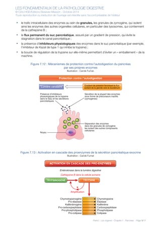 LES FONDAMENTAUX DE LA PATHOLOGIE DIGESTIVE
© CDU-HGE/Editions Elesevier-Masson - Octobre 2014
Toute reproduction ou traduction de l’ouvrage est interdite sans l’accord préalable de l’éditeur
Partie I : Les organes - Chapitre 7 : Pancréas - Page 9/17
• le trafic intracellulaire des enzymes au sein de granules, les granules de zymogène, qui isolent
ainsi les enzymes des autres organelles cellulaires, en particulier des lysosomes, qui contiennent
de la cathepsine B ;
• le flux permanent du suc pancréatique, assuré par un gradient de pression, qui évite la
stagnation dans le canal pancréatique ;
• la présence d’inhibiteurs physiologiques des enzymes dans le suc pancréatique (par exemple,
l’inhibiteur de Kazal de type 1 qui inhibe la trypsine) ;
• la boucle de régulation de la trypsine sur elle-même permettant d’éviter un « emballement » de la
machine.
Figure 7.12 : Mécanismes de protection contre l’autodigestion du pancréas
par ses propres enzymes
Illustration : Carole Fumat.
Figure 7.13 : Activation en cascade des proenzymes de la sécrétion pancréatique exocrine
Illustration : Carole Fumat
Présence d’inhibiteurs
physiologiques de la trypsine
dans le tissu et les sécrétions
pancréatiques
Noyau
Sécrétion de la plupart des enzymes
sous forme de précurseurs inactifs
(zymogènes)
Séparation des enzymes
dans les granules de zymogène
les isolant des autres composants
cellulaires
Protection contre l’autodigestion
Lumière canalaire
Gradient de pression favorisant le flux
sortant de la glande vers le duodénum
Chymotrypsine
Élastase
Kallikréine
Carboxypeptidase
Phospholipase
Colipase
Amplification
Chymotrypsinogène
Pro-élastase
Kallikréinogène
Pro-carboxypeptidase
Pro-phospholipase
Pro-colipase
ACTIVATION EN CASCADE DES PRO-ENZYMES
Entérokinase dans la lumière digestive
Cathepsine B dans la cellule acinaire
TRYPSINOGÈNE TRYPSINE
+
 