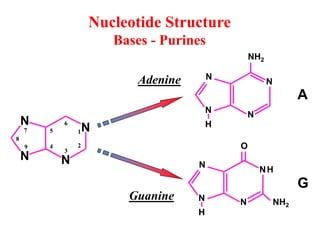 Chap-7 Nucleic acid Power point presentation | PPTX