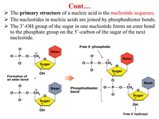 Chap-7 Nucleic acid Power point presentation | PPTX