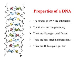 Chap-7 Nucleic acid Power point presentation | PPTX