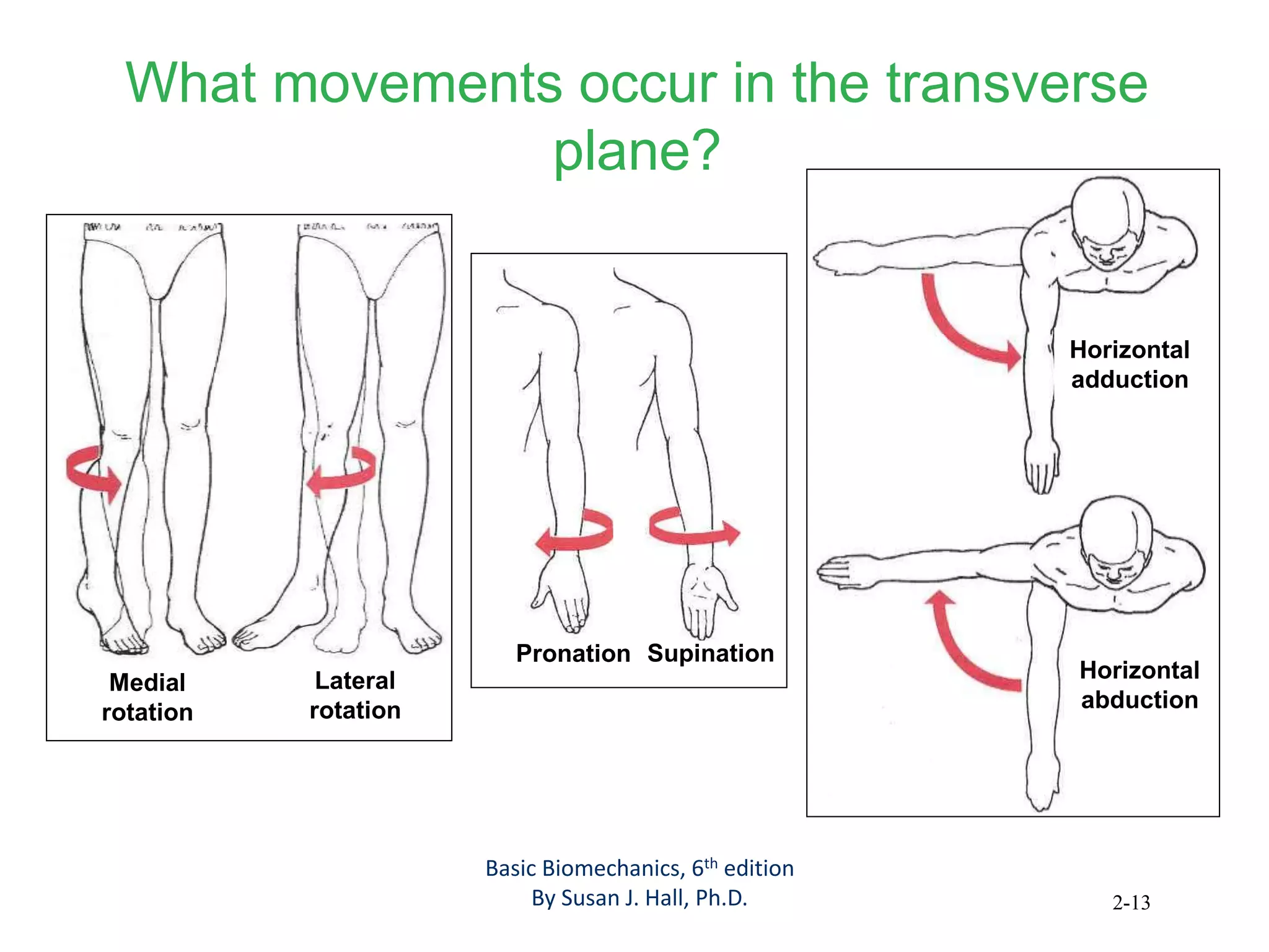 2-13
What movements occur in the transverse
plane?
Medial
rotation
Lateral
rotation
Pronation Supination
Horizontal
adduction
Horizontal
abduction
Basic Biomechanics, 6th edition
By Susan J. Hall, Ph.D.
 