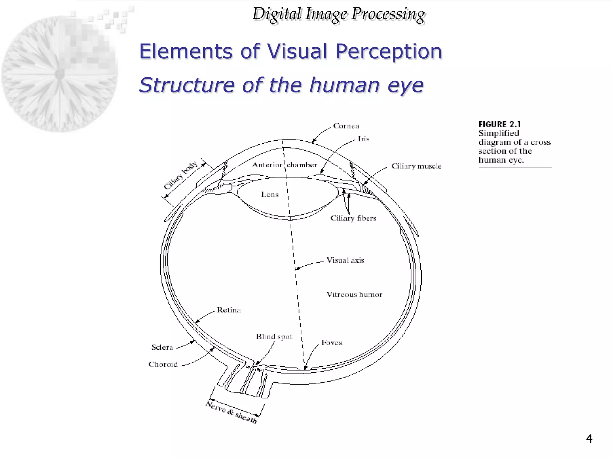 Digital Image Processing
4
Elements of Visual Perception
Structure of the human eye
 