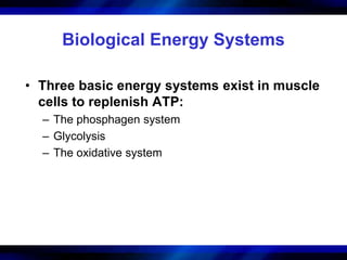 Biological Energy Systems 
• Three basic energy systems exist in muscle 
cells to replenish ATP: 
– The phosphagen system 
– Glycolysis 
– The oxidative system 
 
