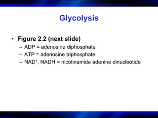 Glycolysis 
• Figure 2.2 (next slide) 
– ADP = adenosine diphosphate 
– ATP = adenosine triphosphate 
– NAD+, NADH = nicotinamide adenine dinucleotide 
 