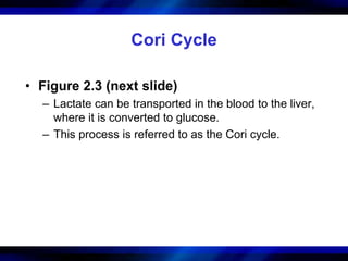 Cori Cycle 
• Figure 2.3 (next slide) 
– Lactate can be transported in the blood to the liver, 
where it is converted to glucose. 
– This process is referred to as the Cori cycle. 
 